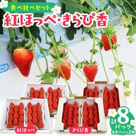 【先行受付2027年発送】紅ほっぺセット(6パック約1560g)甘さと酸味がほどよく爽やかないちご【配送不可地域：離島・北海道・沖縄県・四国・九州】【1676919】