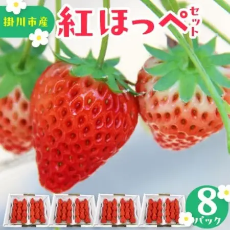 【先行受付2027年発送】きらぴ香セット(4パック約1040g)酸味は控えめで濃厚な甘さのいちご【配送不可地域：離島・北海道・沖縄県・四国・九州】【1676931】