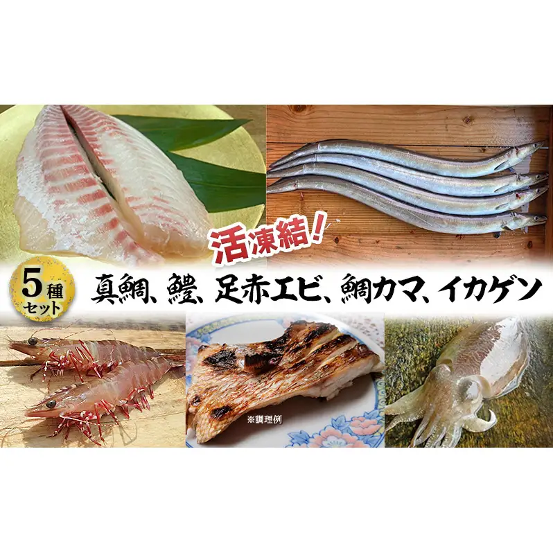 活凍結シリーズ　活凍結 5種セット（真鯛、鱧、足赤エビ、鯛カマ、イカゲソ） 魚介 海鮮 セット 急速凍結 鮮度保持 真空パック 便利 ギフト 贈答用 兵庫県 洲本市 淡路島
