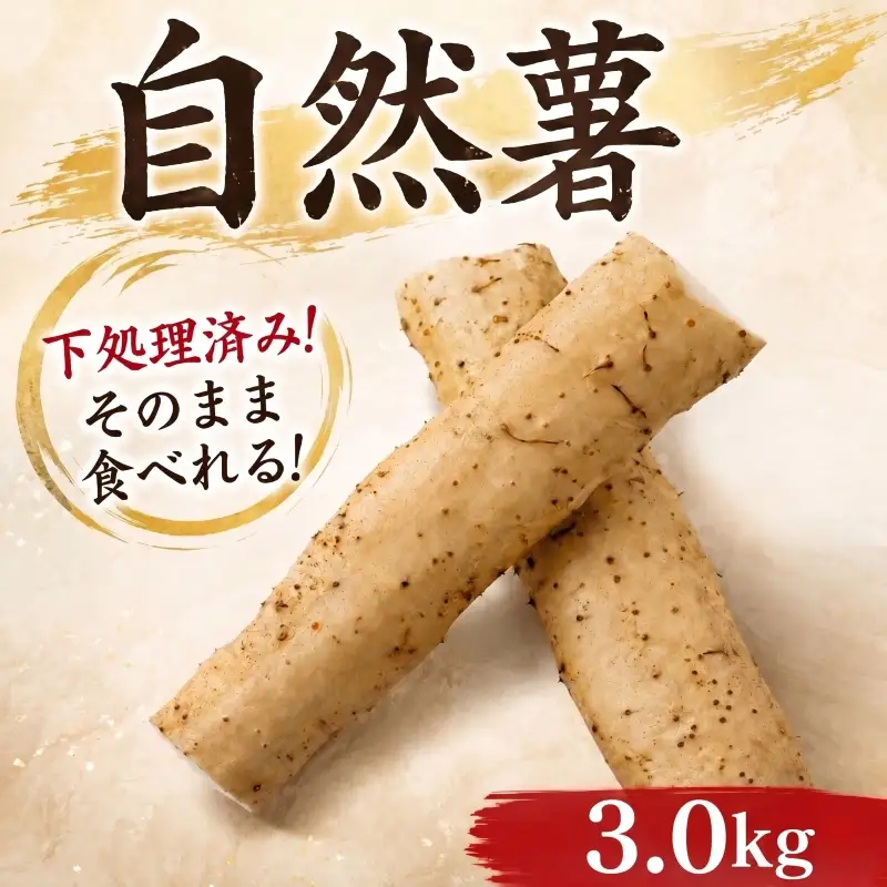 【7日以内発送】 自然薯 3000g とろろ じねんじょ 【自然薯】 尾白弁当