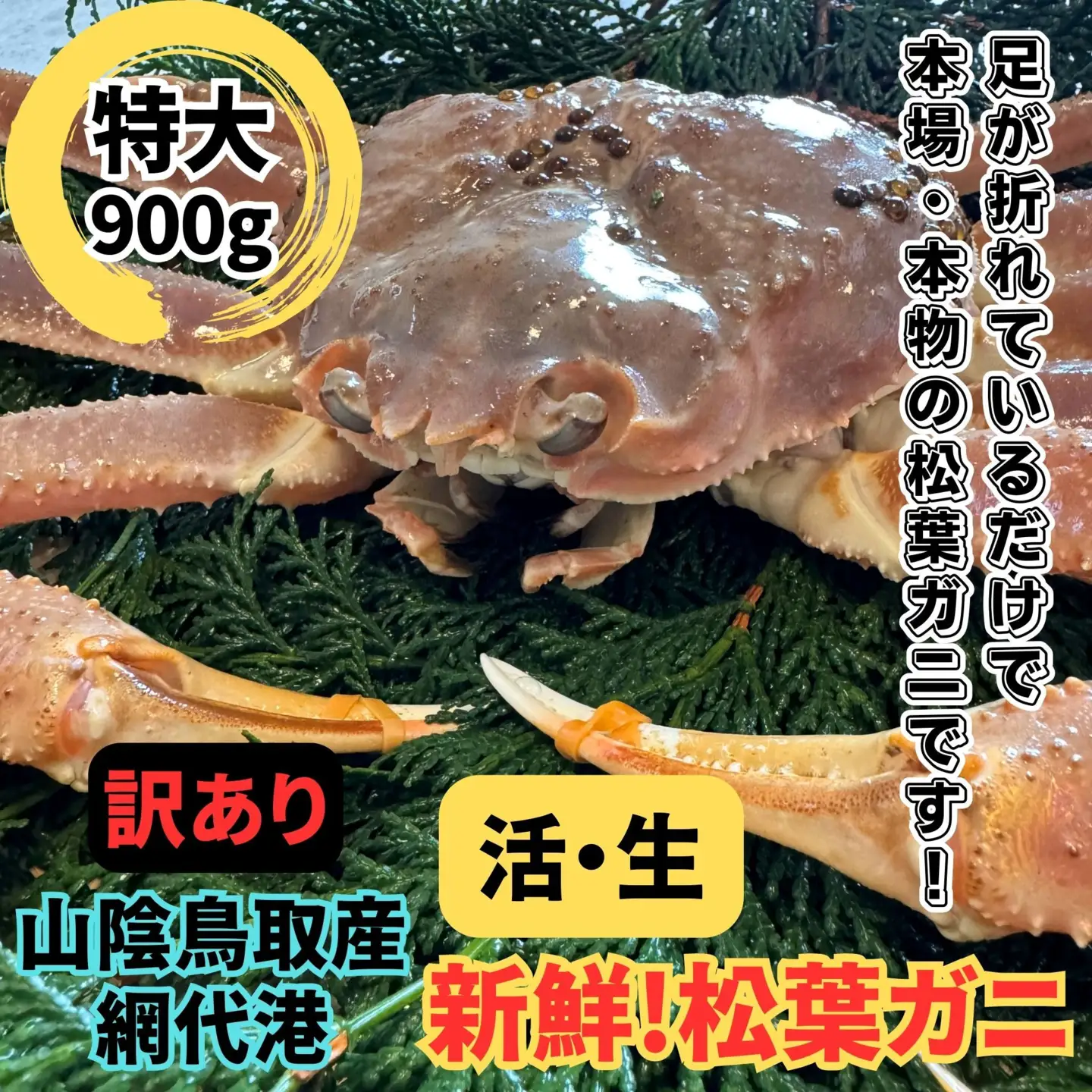 ＜訳あり＞活！松葉ガニ(特大)900g 1枚 鳥取網代港 岩美 松葉がに ずわいがに かに ※お届けは2026年11月中旬～【さかなや新鮮組】【22097】