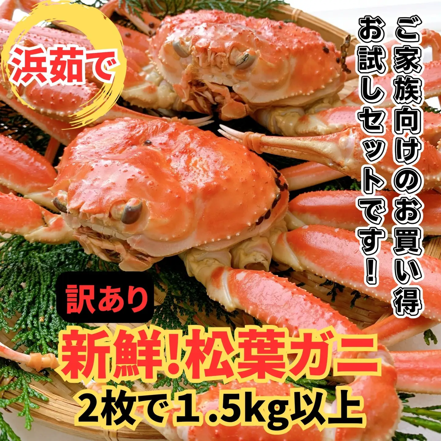 ＜訳あり＞浜茹で！松葉ガニ 1.5kgセット 鳥取網代港 岩美 松葉がに ずわいがに かに ※お届けは2026年11月中旬～【さかなや新鮮組】【22098】