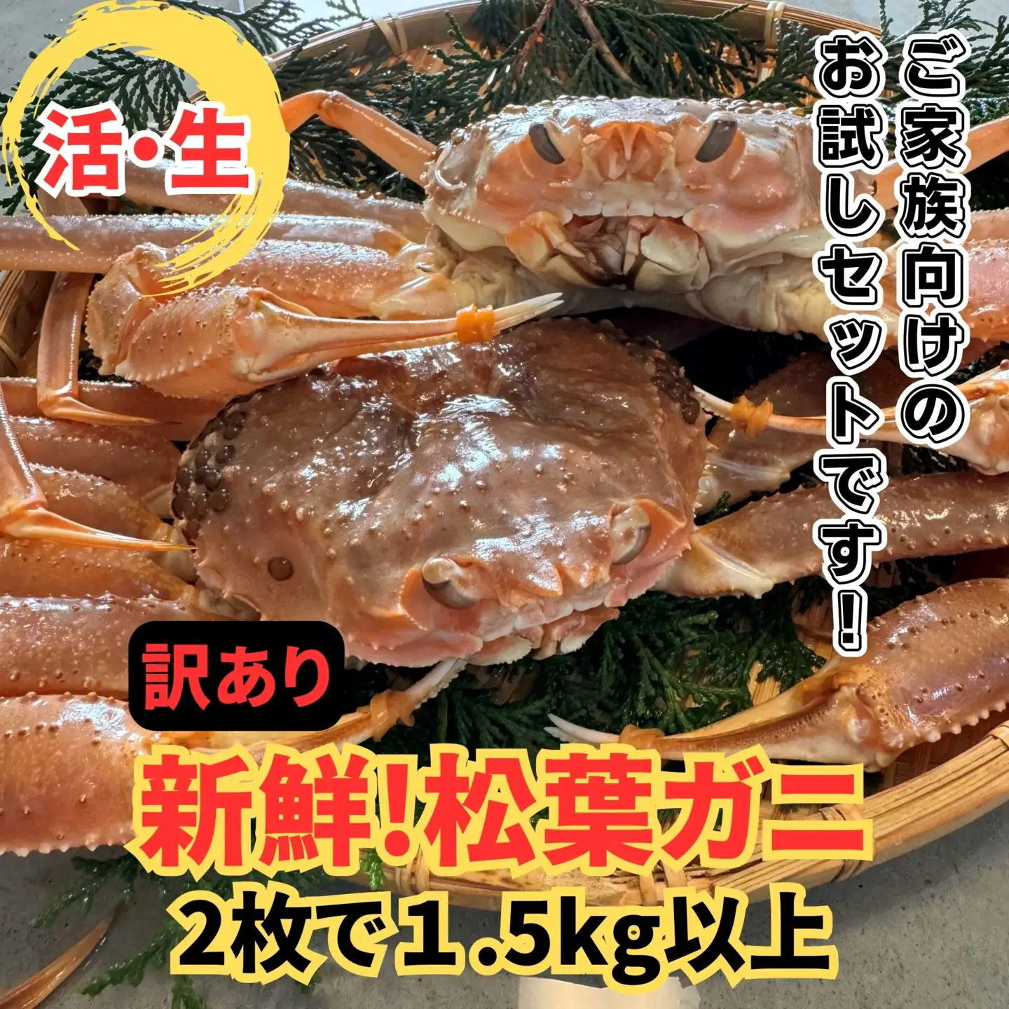 ＜訳あり＞活！松葉ガニ 1.5kgセット 鳥取網代港 岩美 松葉がに ずわいがに かに ※お届けは2026年11月中旬～【さかなや新鮮組】【22099】