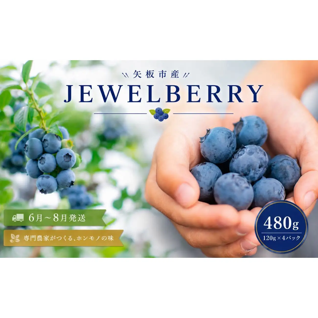 矢板市産 完熟 ブルーベリー　[JEWELBERRY] 480g（120g×4パック） 【2026年6月～8月発送】 栃木県 矢板市