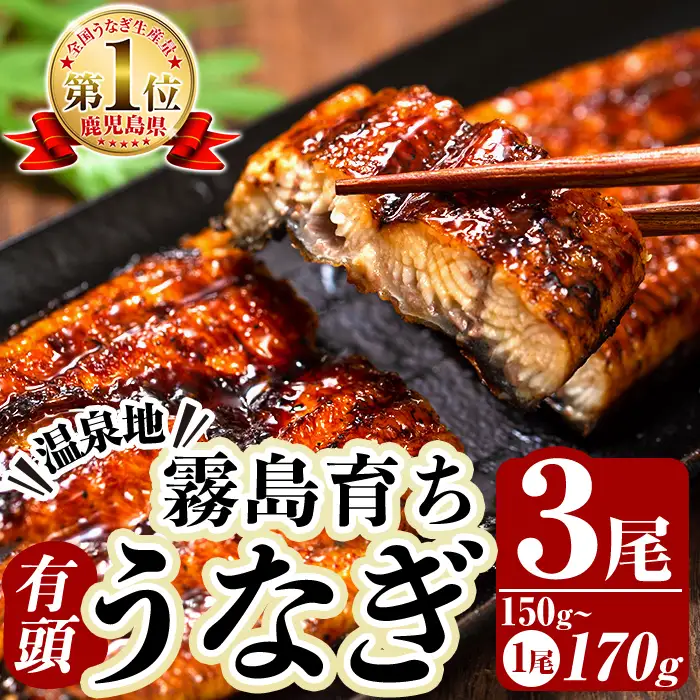 K-715 霧島市育ちのあの「うなぎ」150～170g×3尾！【田代水産】霧島市 鰻 ウナギ 蒲焼き 蒲焼 国産