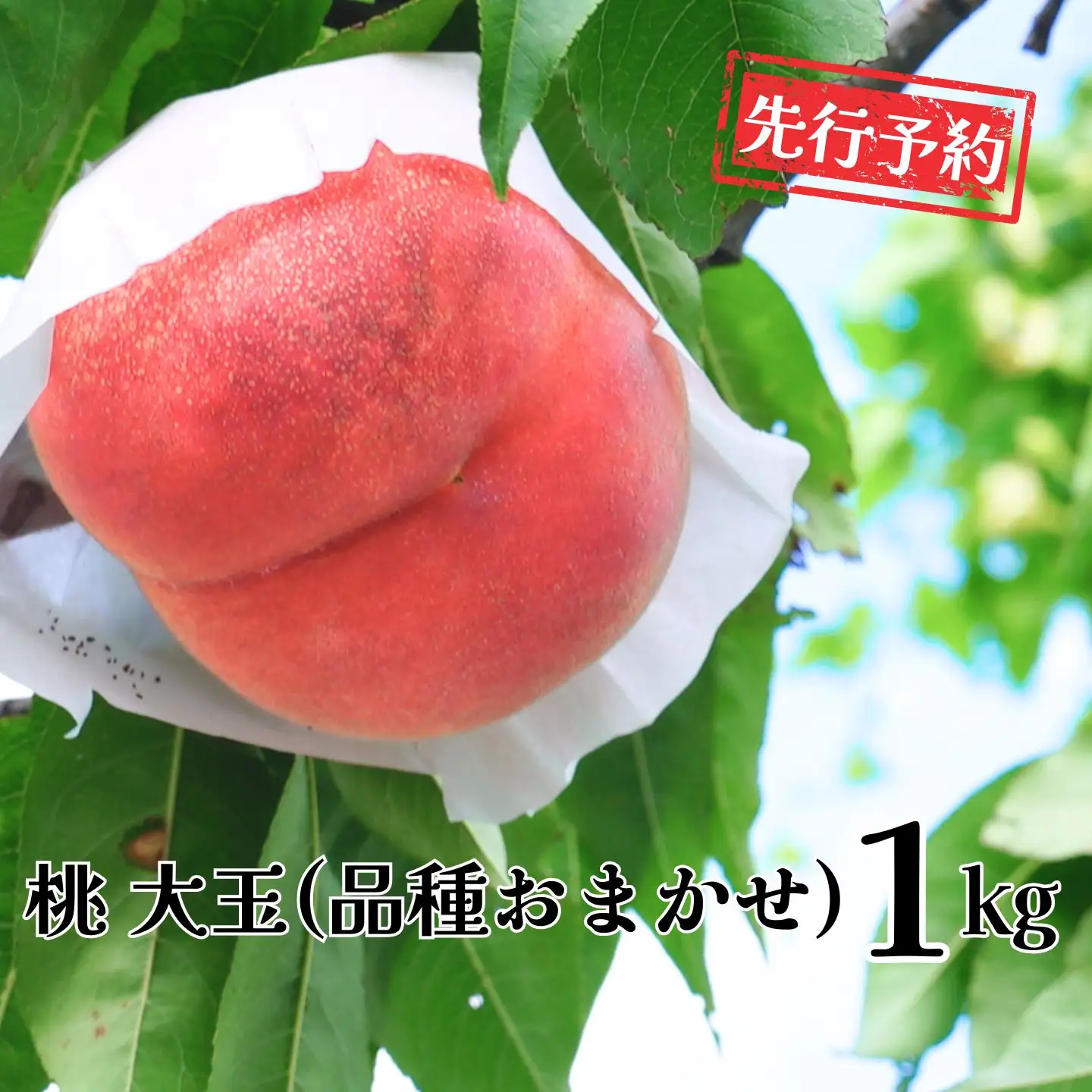 先行予約 桃 約1kg [2026年発送分] 大玉３個 令和8年産桃 もも モモ 石田フルーツガーデン