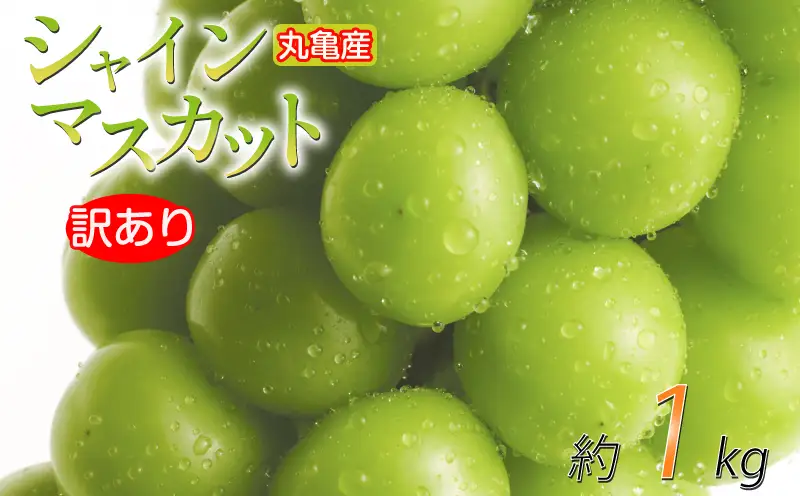 【2026年9月上旬より順次発送】シャインマスカット 訳あり 約1kg 2-3房