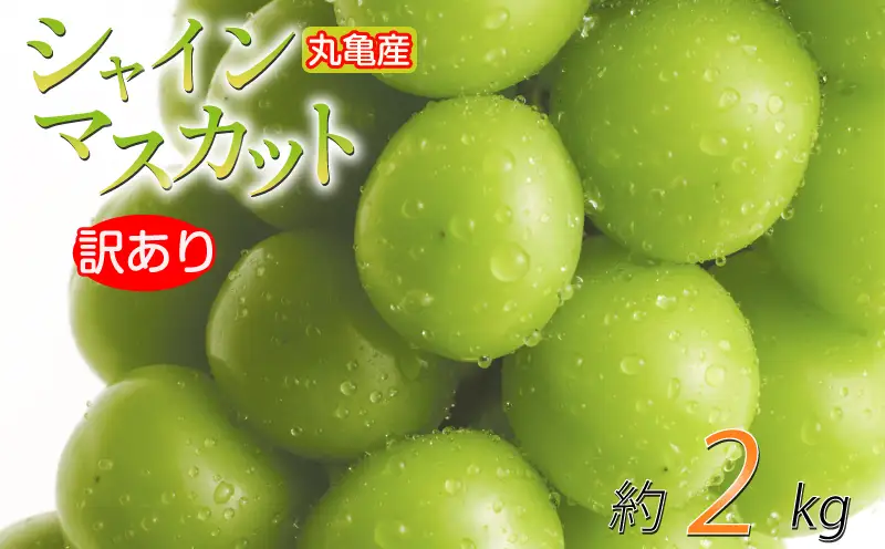 【2026年9月上旬より順次発送】シャインマスカット 訳あり 約2kg 2-6房