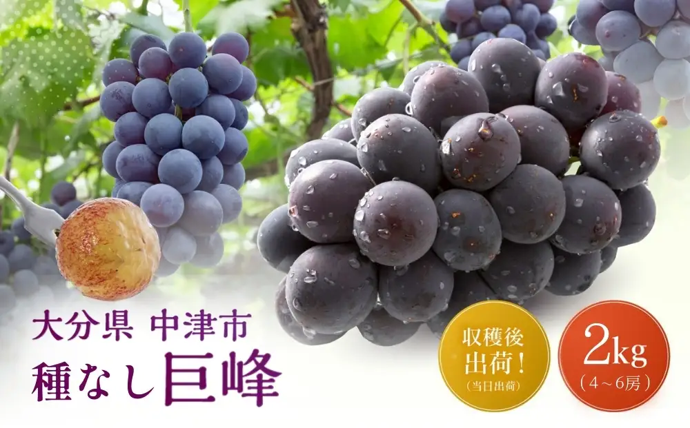 【先行予約】ニュー巨峰 約2kg（4～6房）| ぶどう 果物 フルーツ 産地直送 甘い 大分県産 九州産 中津市 国産 送料無料