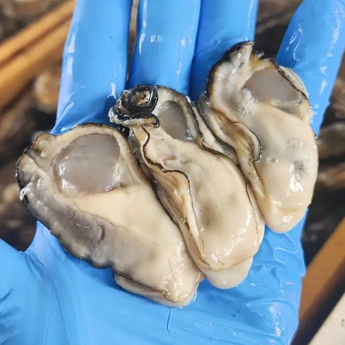 松島牡蠣屋 冷凍 生食用 牡蠣 むき身 6kg 剥き身 生牡蠣 宮城県産 牡蛎 牡蠣 カキ オイスター カキフライ 牡蠣鍋 海鮮 国産 魚貝類 殻むき不要 【菊地水産合同会社】tm757