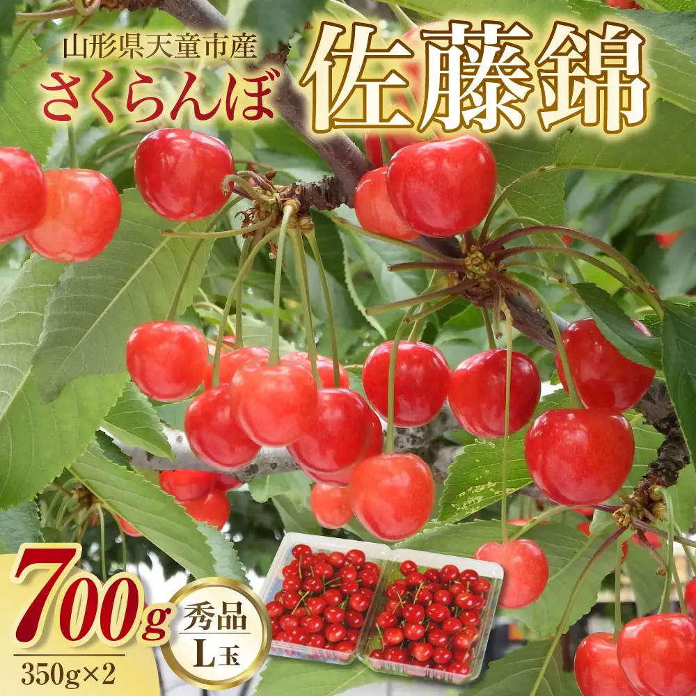 さくらんぼ ( 佐藤錦 ) 700g さくらんぼ 08-02-015