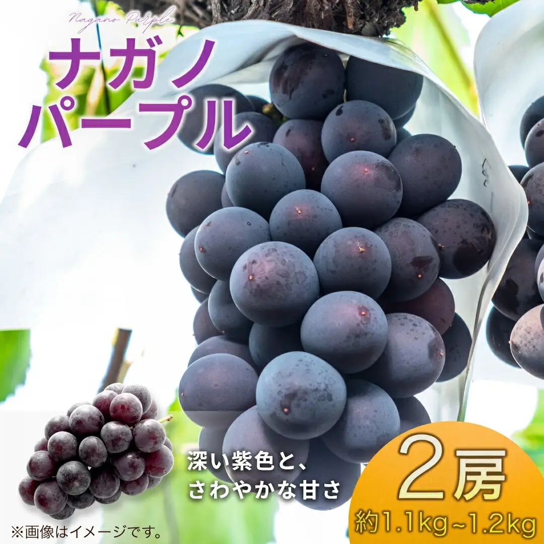 【2026年先行予約】ナガノパープル約1.1~約1.2kg(約550g~約600g×2房） | ナガノパープル