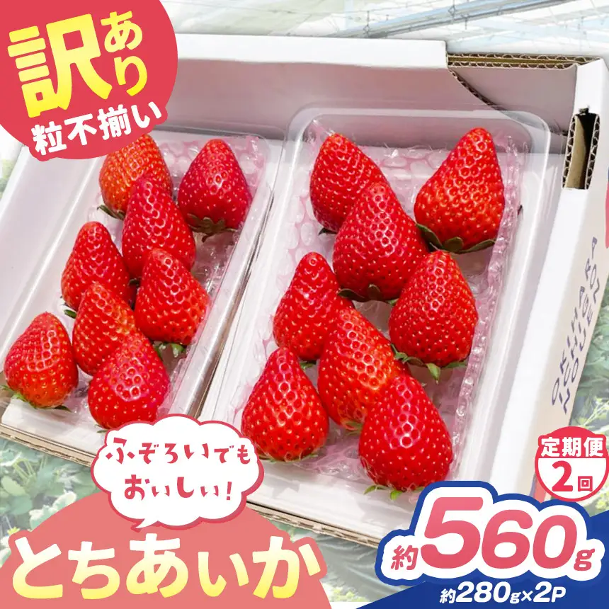 【定期便2回】訳あり 粒不揃い とちあいか 560g (280g×2P) | 栃木県 矢板市 澳原いちご農園