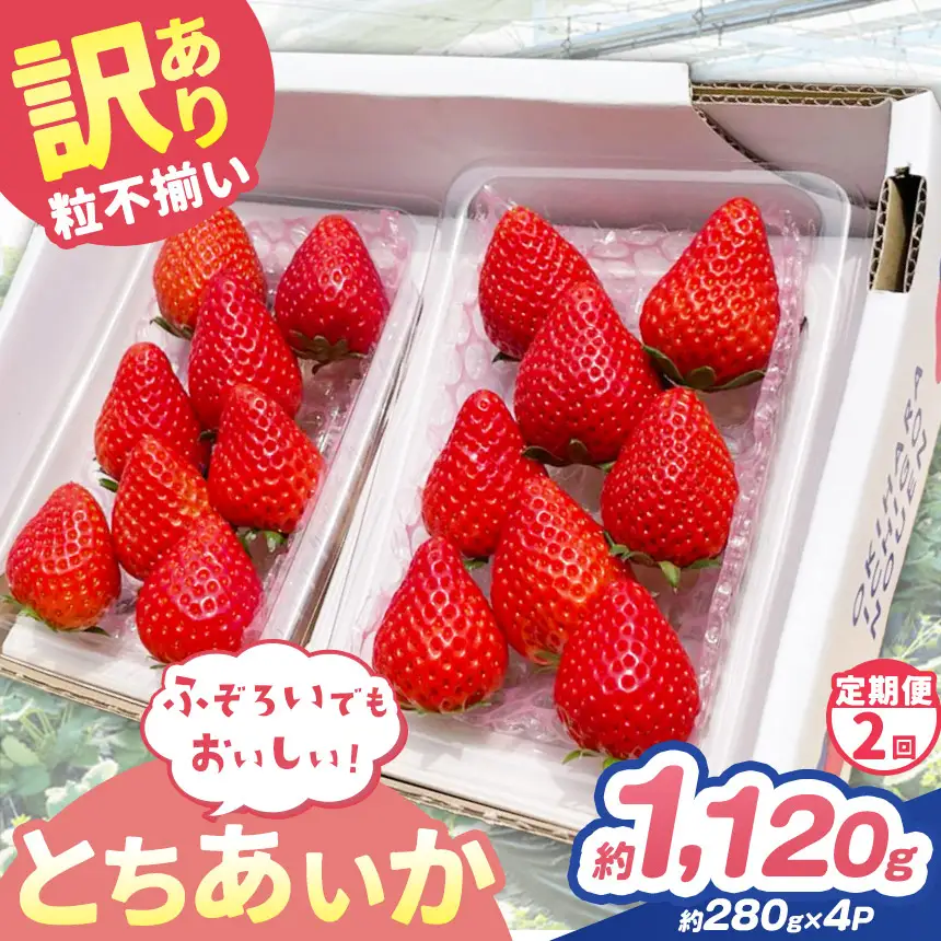 【定期便2回】訳あり 粒不揃い とちあいか 1,120g (280g×4P) | 栃木県 矢板市 澳原いちご農園