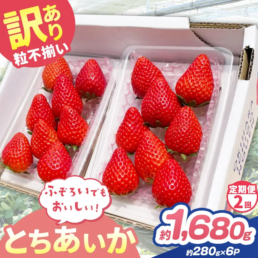 【定期便2回】訳あり 粒不揃い とちあいか  1,680g (280g×6P) | 栃木県 矢板市 澳原いちご農園