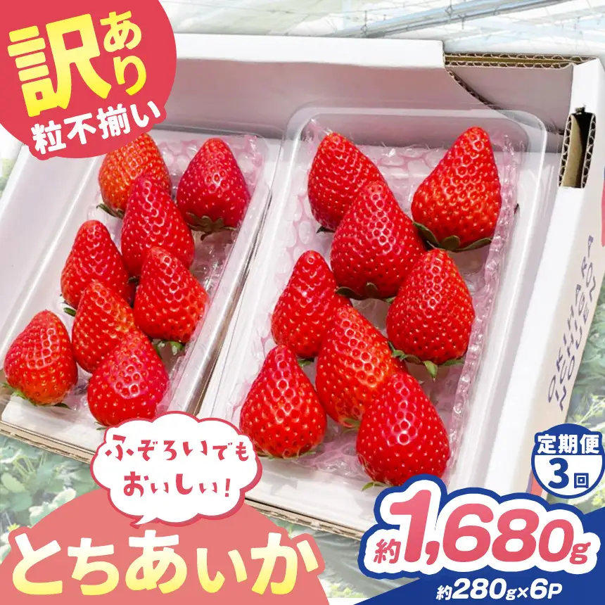 【定期便3回】訳あり 粒不揃い とちあいか  1,680g (280g×6P) | 栃木県 矢板市 澳原いちご農園