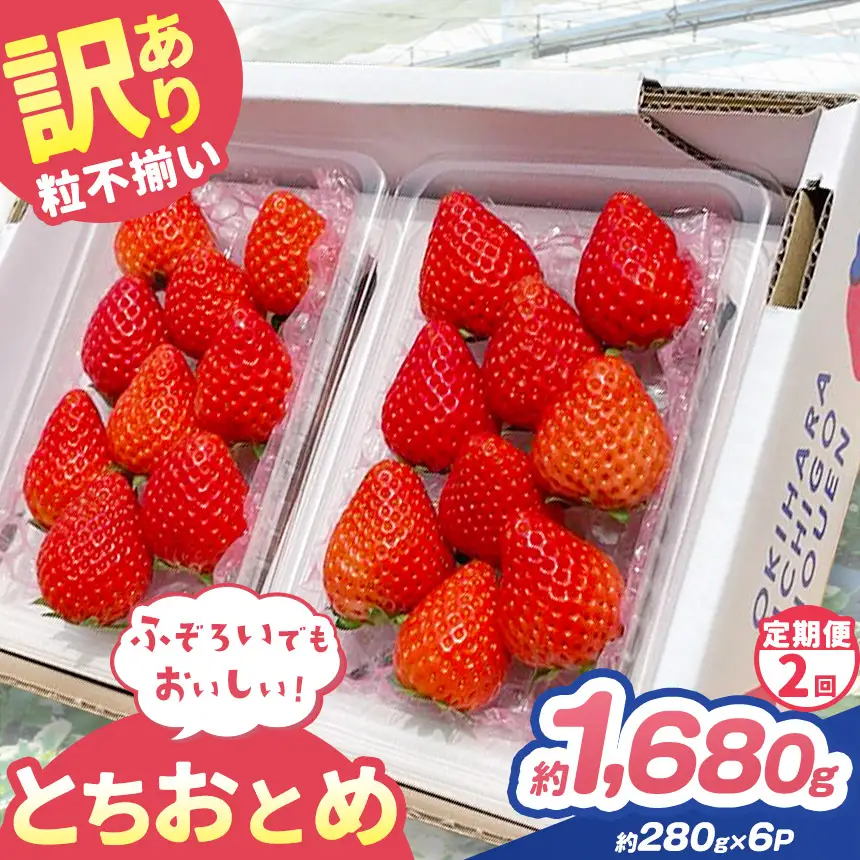 【定期便2回】訳あり 粒不揃い とちおとめ 1,680g (280g×6P)  | 栃木県 矢板市 澳原いちご農園