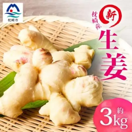 【先行受付】枕崎産 新生姜 約3kg(国産・農家直送)【2026年9月上旬より順次発送】 A3-38【配送不可地域：離島】【1739865】