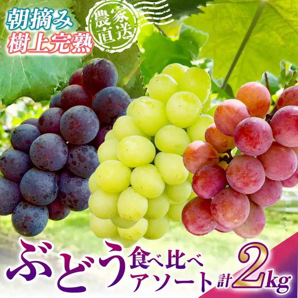 旬のぶどう３種食べ比べ アソート 計2kg程度（ マスカサーティン オーロラブラック・ピオーネ クイーンニーナ ） ぶどう ブドウ マスカサーティン シャイン マスカット フルーツ 果物 ぶどう食べ比べ