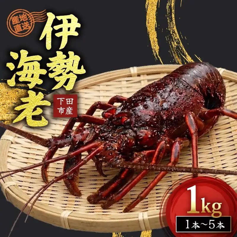 【 伊勢海老 】天然伊勢海老 1kg