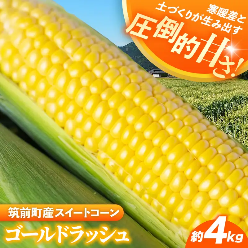 興膳農園のスイートコーン ゴールドラッシュ 約4kg(9~11本)【スイートコーン とうもろこし イエローコーン 夏 野菜 旬 バーベキュー BBQ 産地直送 国産 興膳農園 福岡県 筑前町 BS002】