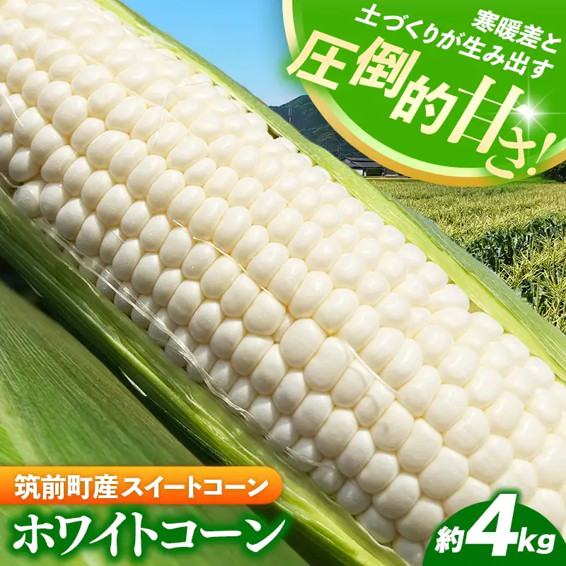 興膳農園のスイートコーン ホワイトコーン 約4kg(9~11本)【スイートコーン とうもろこし 白いとうもろこし 夏 野菜 旬 バーベキュー BBQ 産地直送 国産 興膳農園 福岡県 筑前町 BS003】