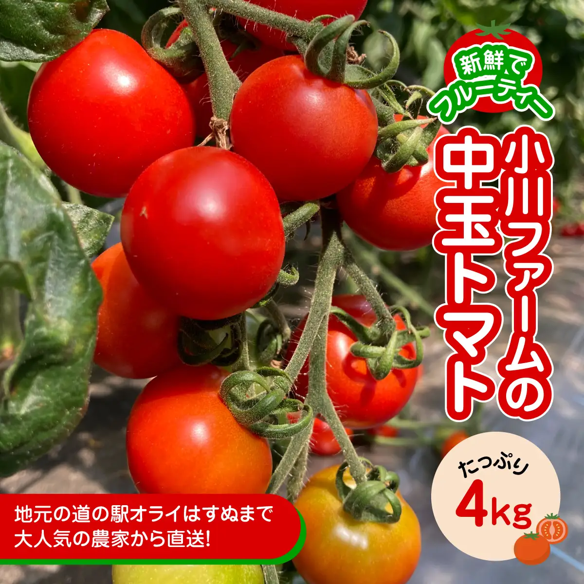 新鮮でフルーティーな小川ファームの中玉トマトがたっぷり４kg ／ふるさと納税 トマト 中玉トマト シンディースイート 野菜 サラダ 新鮮 採れたて 千葉県産 千葉県 山武市 SMCU002