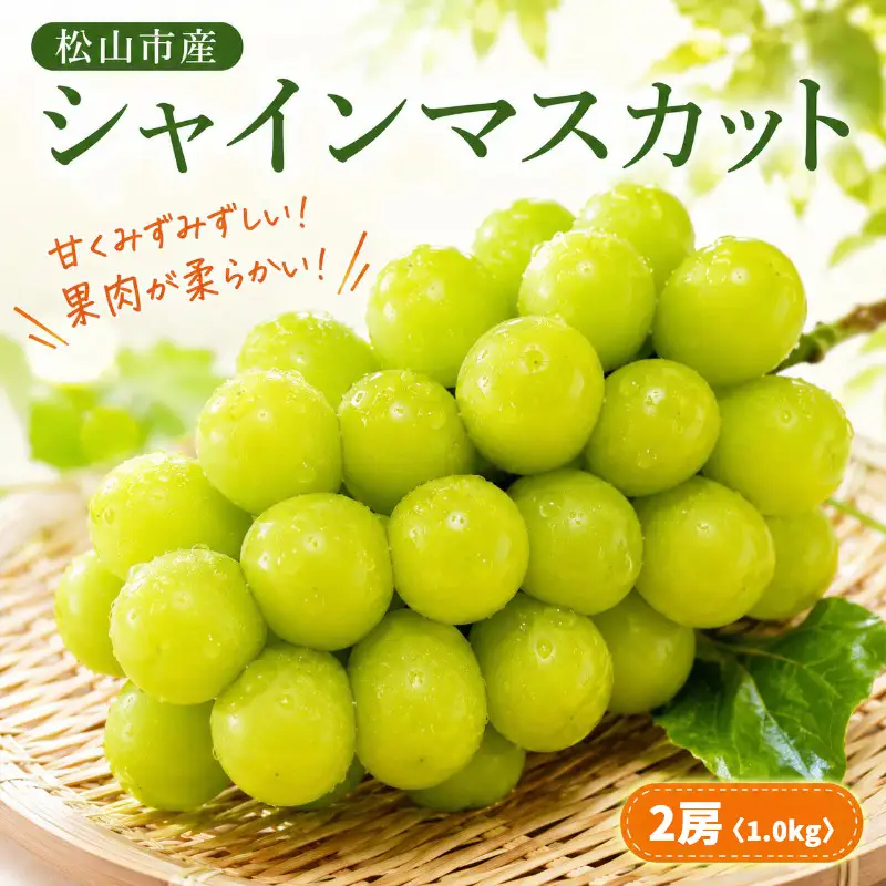 2026年8月上旬頃から順次発送】 シャインマスカット 2房 ｜松山市産