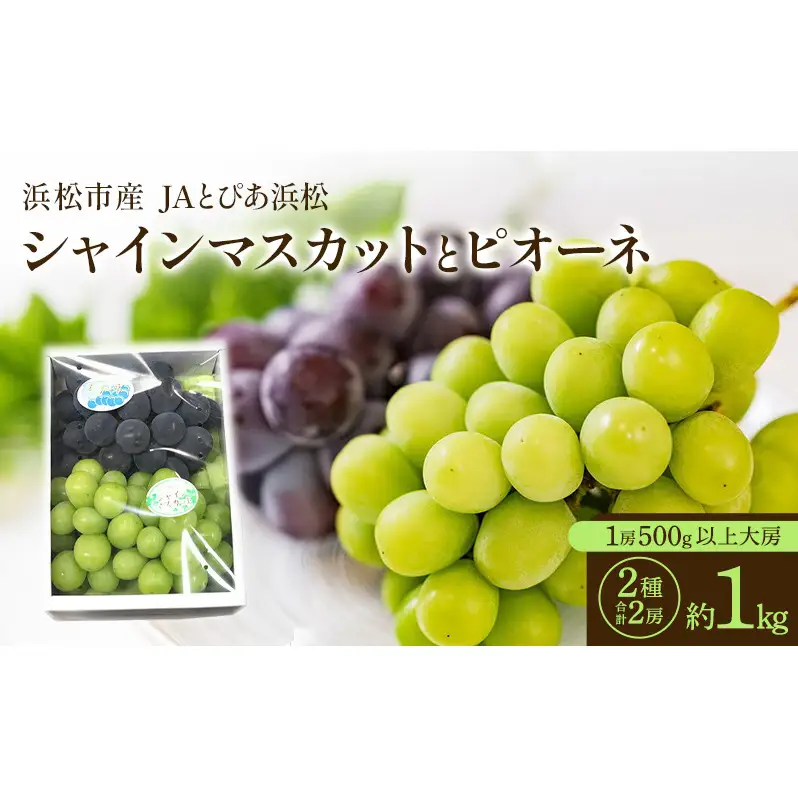 【浜松市産 JAとぴあ浜松】シャインマスカットとピオーネ 1房500g以上大房×2種 合計2房（約1kg） シャインマスカット ピオーネ ぶどう 葡萄 フルーツ プレゼント お中元 クール 静岡 浜松市【配送不可：離島】 