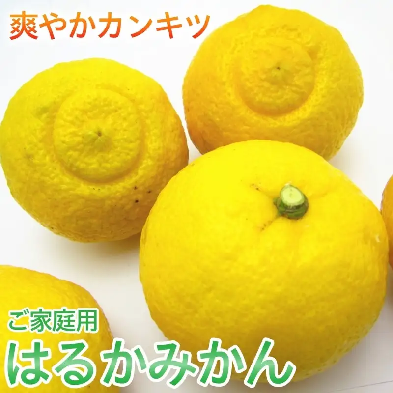 【訳あり・ご家庭用】 有田育ちの はるか みかん約1kg+200g(傷み補償分)【2027年1月下旬～2月下旬に順次発送】【AA-ard251】