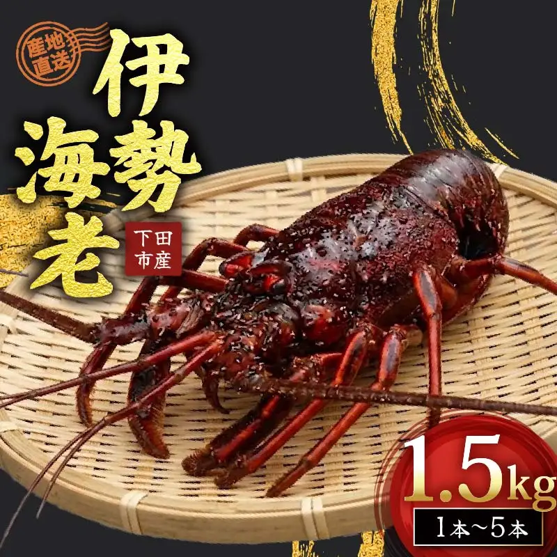 【 伊勢海老 】天然伊勢海老 1.5kg