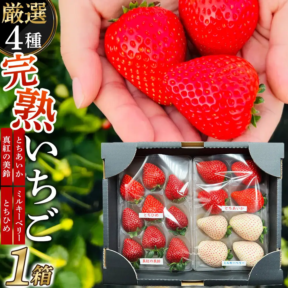 【先行予約受付】≪2027年1月発送≫【数量限定】黒箱 厳選4種の完熟いちご1箱セット ｜果物 いちご 朝取り 新鮮 ハート フルーツ デザート ストロベリー デザート スイーツ 苺 イチゴ 大田原市 栃木県