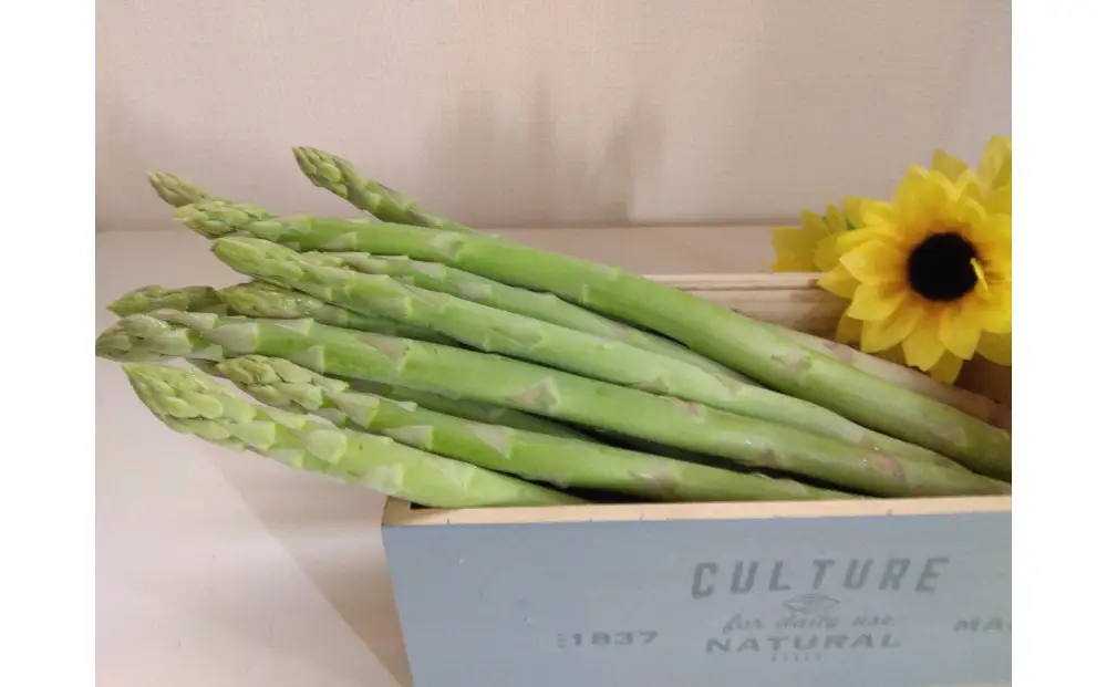 アスパラガス さぬきのめざめ 夏芽 約1.2kg