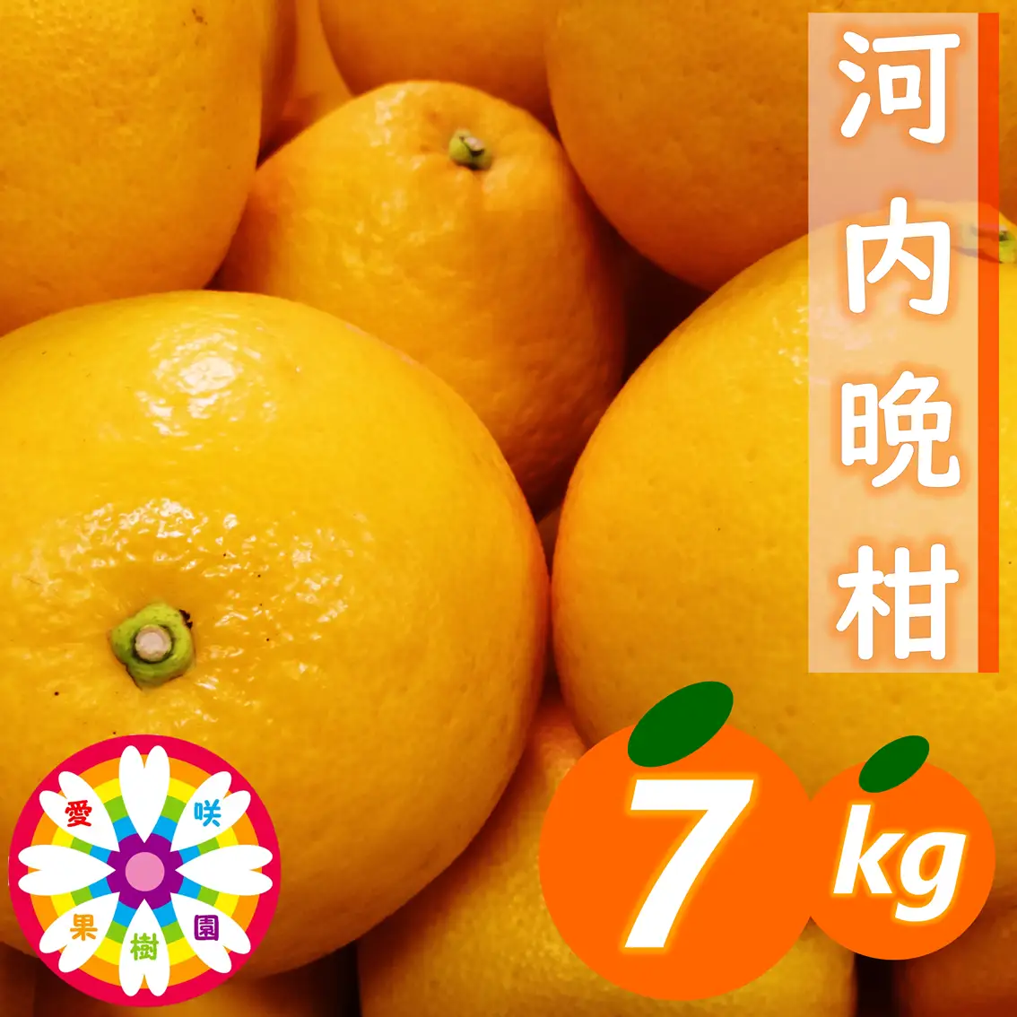 愛咲果樹園「河内晩柑」約7kg【C71-40】YWTS035
