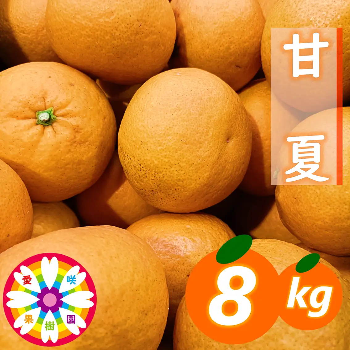 【先行受付】愛咲果樹園「甘夏」約8kg【C71-41】YWTS037