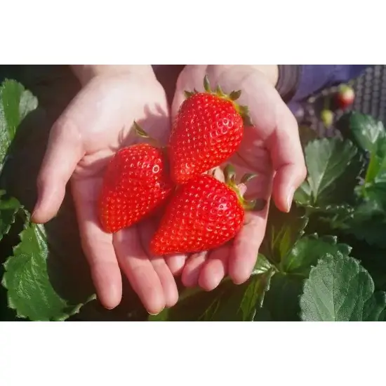 【定期便4回】頬張る幸せ★大粒 「スカイベリー」 560g (280g×2P)| 澳原いちご農園 栃木県 矢板市