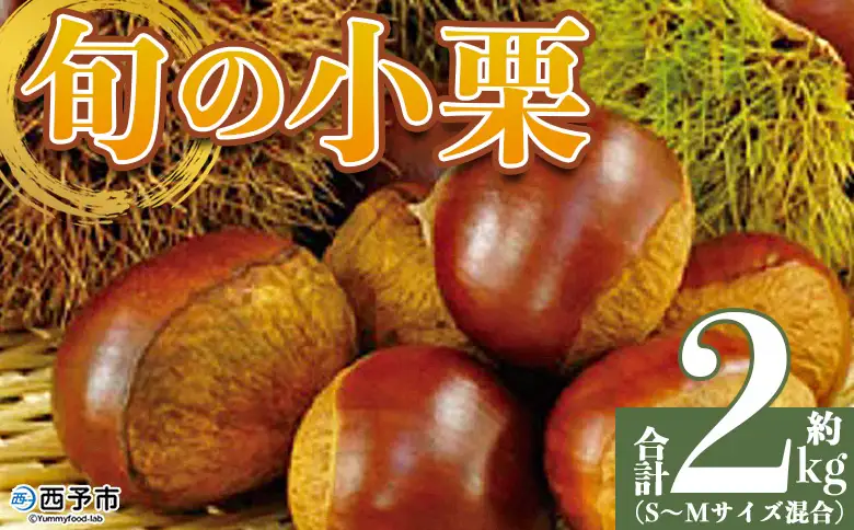 ＜旬の小栗 合計約2kg 愛媛県西予市産＞『9月上旬～10月中旬迄に順次出荷予定』 小さい 和栗 クリ くり 甘い ホクホク 小粒 マロン モンブラン 栗ご飯 栗きんとん 甘露煮 旬 国産栗 お取り寄せ サイズ 不揃い 家庭 特産品 国産 秋の味覚 宇都宮物産【冷蔵】UUB0105