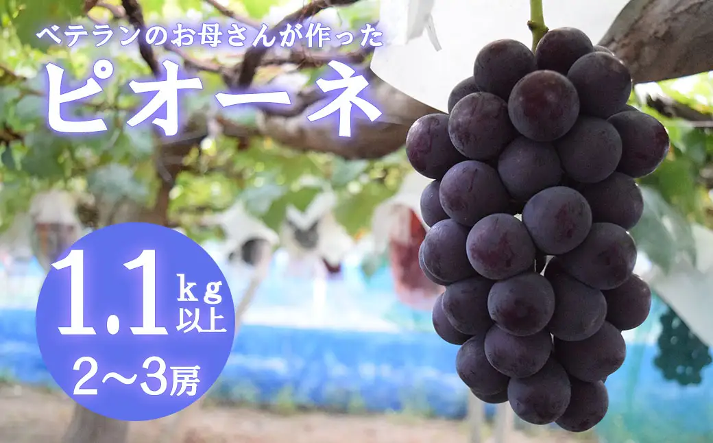 【2026年発送分 先行予約】【フルーツ王国山梨】ピオーネ  １．１ｋｇ以上（２～３房）　 葡萄 ブドウ ぶどう 果物 くだもの 山梨 やまなし フルーツ 富士川町
