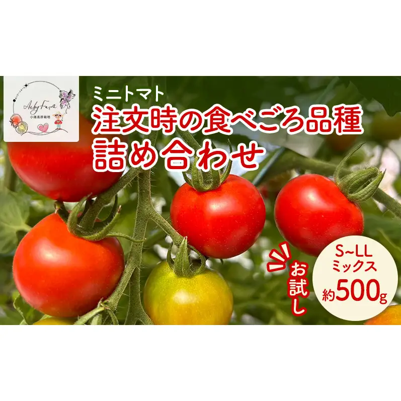 【お試し】 ミニトマト 約500g 注文時の食べごろ品種詰め合わせ アイビーファーム 長野 信州 小諸 産地直送