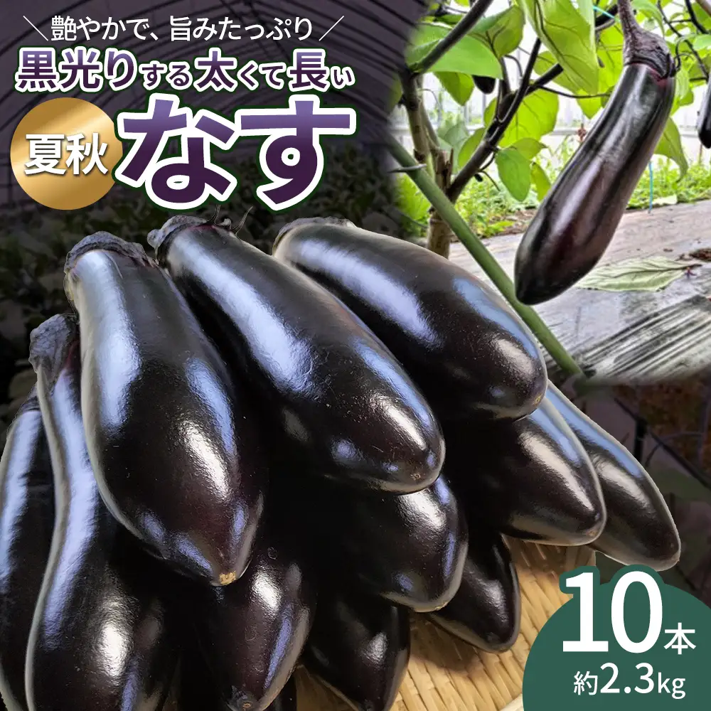 ナス 黒光りする太くて長い！10本　【40P3224】