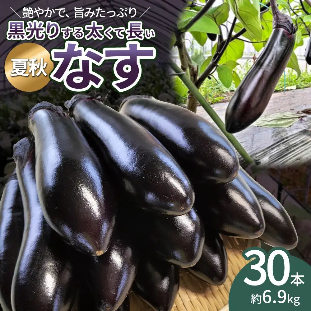 ナス 黒光りする太くて長い！30本　【120P3206】