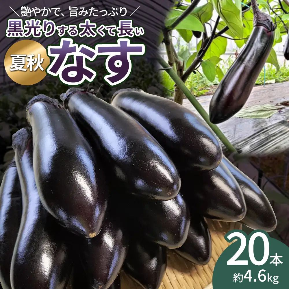 ナス 黒光りする太くて長い！20本　【80P3207】