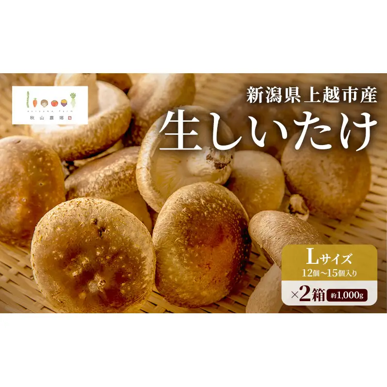 新潟県上越市産 肉厚 生しいたけ シイタケ 椎茸 Lサイズ 約500g （12個〜15個入り）×2箱 計約1kg 秋山農場グリーンプロジェクト