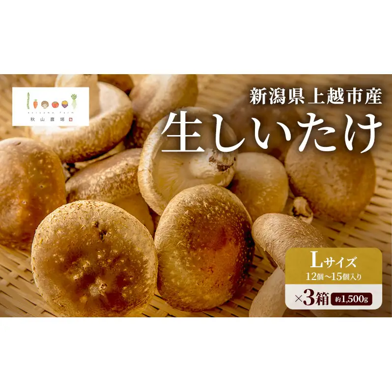 新潟県上越市産 肉厚 生しいたけ シイタケ 椎茸 Lサイズ 約500g（12個〜15個入り）×3箱 計約1.5kg 秋山農場グリーンプロジェクト