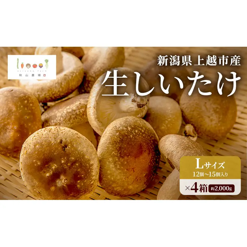 新潟県上越市産 肉厚 生しいたけ シイタケ 椎茸 Lサイズ 約500g （12個〜15個入り）×4箱 計約2kg 秋山農場グリーンプロジェクト