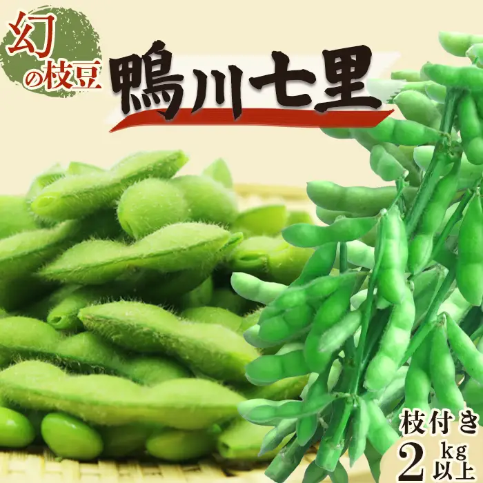 【幻の枝豆】十日限りの収穫！鴨川の伝統品種『鴨川七里』枝付き ２kg以上 《数量限定》《期間限定》《10月下旬一斉発送》えだまめ エダマメ 枝豆 在来種 極晩生 在来種 限定生産 農家直送 収穫したて 採れたて 枝付き枝豆 [貝渚七里会][0012-0082]