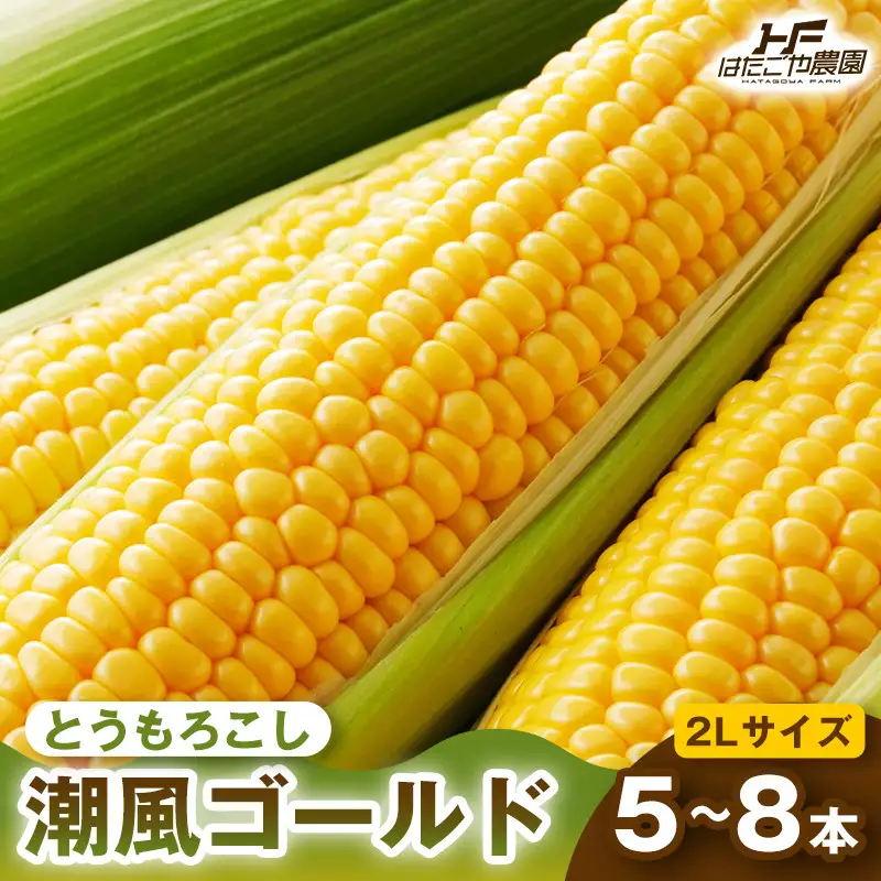 ［夏の味覚］潮風ゴールド 2Lサイズ 5～8本 1セット とうもろこし トウモロコシ ゴールドラッシュ 黄色 潮風ゴールド スイートコーン 茹でとうもろこし 白浜町