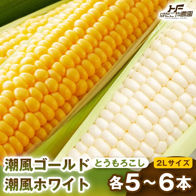 ［旬の２種類を贅沢に］食べ比べセット 1セット とうもろこし トウモロコシ ゴールドラッシュ 黄色 潮風ゴールド 潮風ホワイト スイートコーン 茹でとうもろこし BBQ 焼き肉 白浜町
