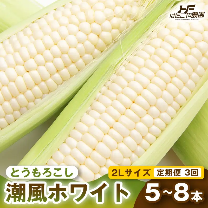 ［定期便・全3回］［夏の味覚］潮風ホワイト 2Lサイズ 5～8本 1セット とうもろこし トウモロコシ 白 コーン とうもろこし BBQ 焼き肉 白浜町