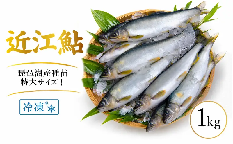 滋賀県産 鮎 1kg 7～11尾入り 冷凍 大 ～ 特大 サイズ あゆ アユ 生鮎 生あゆ 滋賀 愛荘